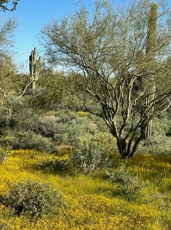 Sonoran Desert Chic Holiday home Scottsdale